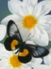Схема вышивки «Бабочка и цветы 7»