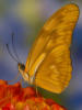 Бабочка и цветы 14: оригинал