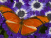 Схема вышивки «Бабочка и цветы 17»