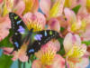 Бабочка и цветы 19: оригинал