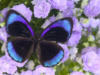 Схема вышивки «Бабочка и цветы 20»