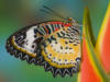 Схема вышивки «Бабочка и цветы 24»