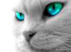 Схема вышивки &laquo;Белый кот&raquo;