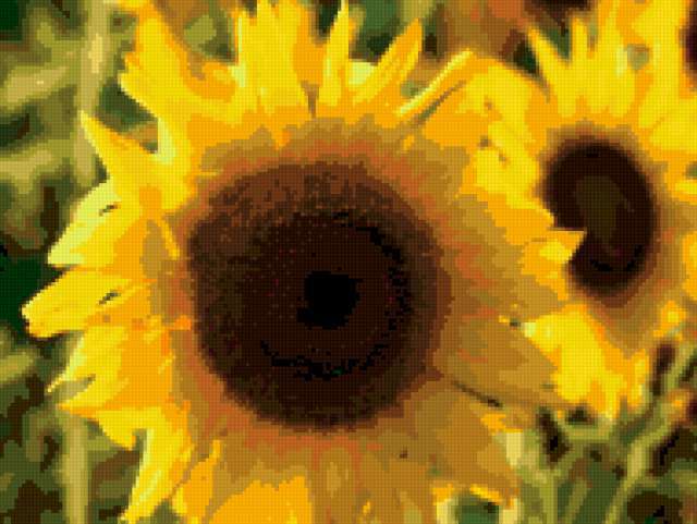 , цветы, подсолнухи