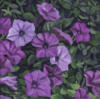 Purple Flowers: оригинал