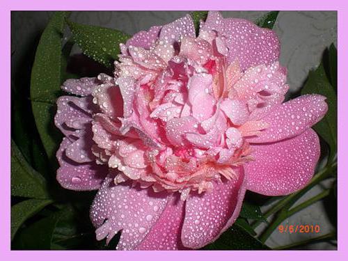 , цветы, цветок, пионы, капли