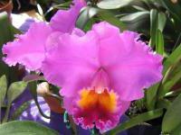 , орхидеи, цветы