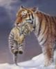 Bengalskie tigry: оригинал
