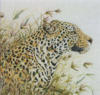 Схема вышивки &laquo;Леопард&raquo;