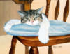 Схема вышивки «Кот отдыхает»