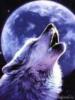 Волк и луна 2: оригинал