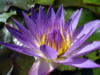 Схема вышивки «Purple water lily»