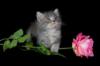 Котенок с розой: оригинал