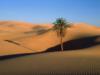 Пальма в пустыне: оригинал