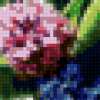 Тюльпаны и гиацинты: предпросмотр