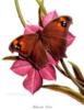 Схема вышивки «Бабочки - живые цветы»