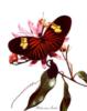 Схема вышивки «Бабочки - живые цветы»