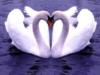 Схема вышивки «Влюбленные лебеди)))»