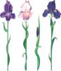 Схема вышивки &laquo;Ирисы&raquo;