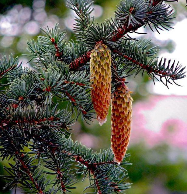 Шишка елки. Шишки на елке. Шишки елки слушать. Небо елки шишки. Шишки елки слушать.