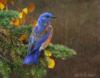 Синяя птица: оригинал