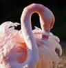 Схема вышивки «Розовый фламинго»