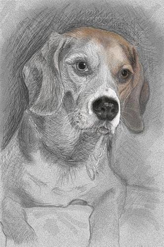 , животные, картины, собаки