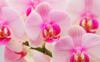 Розовые орхидеи: оригинал