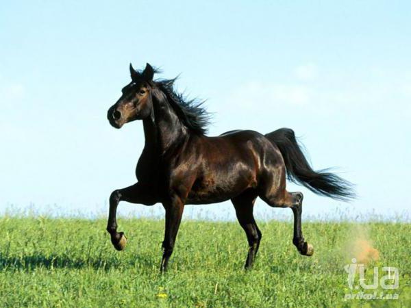 Конь, черный конь