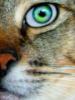Схема вышивки «Кошачий глаз»