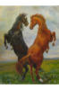 Схема вышивки «Две лошади»