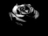 Чёрная роза: оригинал