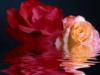 Розы в воде: оригинал