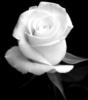 Белая роза на черном: оригинал