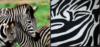 Схема вышивки «Подушка зебра»