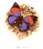 Бабочки - живые цветы: оригинал
