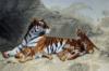 Схема вышивки «Тигр с тигрятами)))»