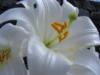 Цветок белой лилии: оригинал