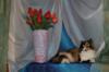 Схема вышивки «Кошечка с тюльпанами»