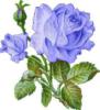Голубая роза: оригинал