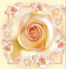 Схема вышивки «Подушка Розы»