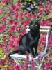 Схема вышивки «Черный кот в розовом саду»
