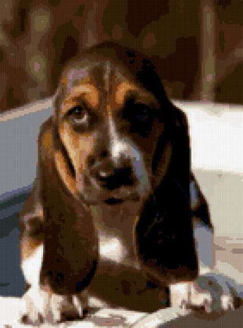 Артуазская гончая и бигль. Бассет-хаунд щенок. Щенок с длинными ушами. Щенок с длинными ушами. Бассет артуа.