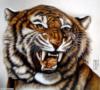 Схема вышивки «Рычание тигра»
