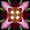 Схема вышивки «Орхидея - симетрия »