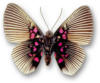 Схема вышивки «Бабочка-красавица.»