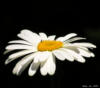 Схема вышивки &laquo;Цветок ромашки&raquo;