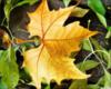 Схема вышивки «Осенний листок»