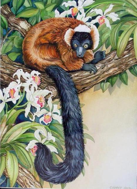 Lemur, wildlife, animals, животные