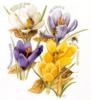 Схема вышивки &laquo;Krokusy&raquo;